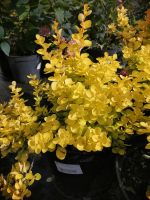 Барбарис Тунберга Ауреа С5 20-25