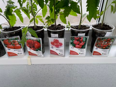 📢Как вырастить здоровую рассаду томата⁉🍅