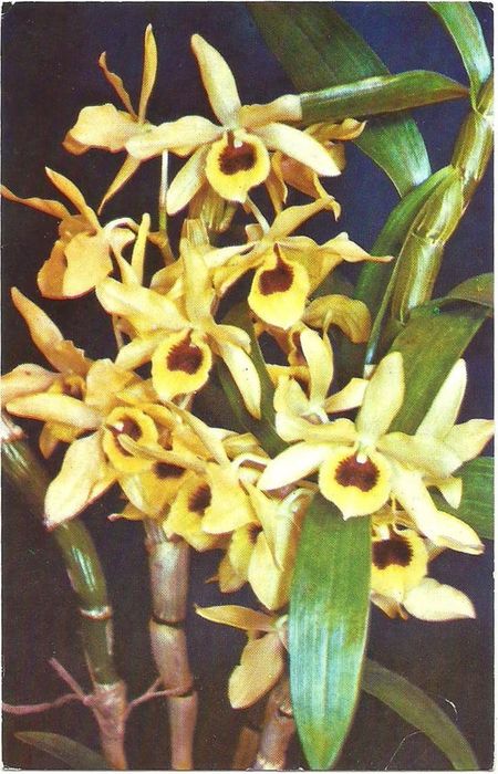 Открытка (почтовое вложение) "Орхидеи"