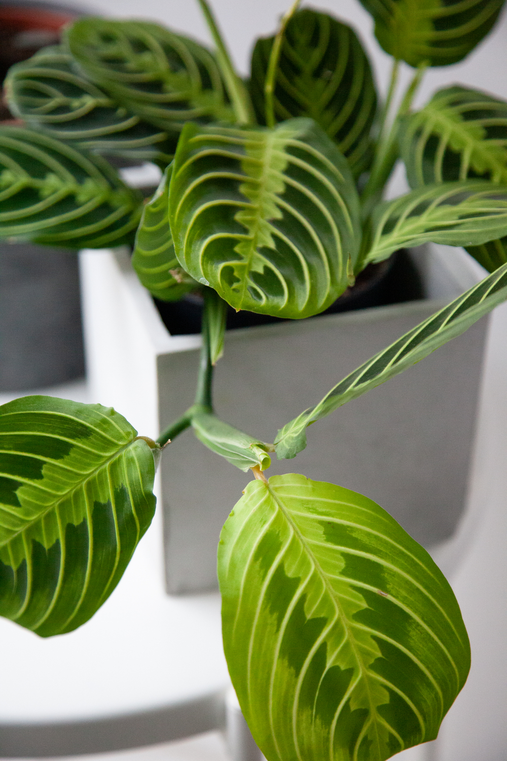 Маранта Лемон Лайм купить безопасное для животных растение