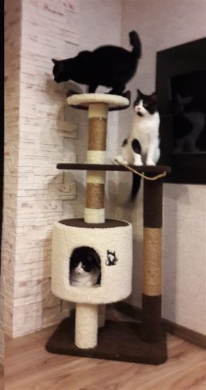 Домик для кота Д-2