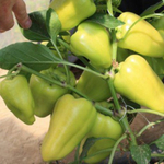 Лотта F1 семена перца сладкого (Enza Zaden / Энза Заден)