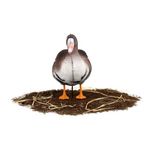 Комплект чучел Белолобый (10шт) S-XPE B622-3D "North Way"