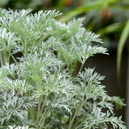 Полынь "Powis Castle". Artemisia "Powis Castle".