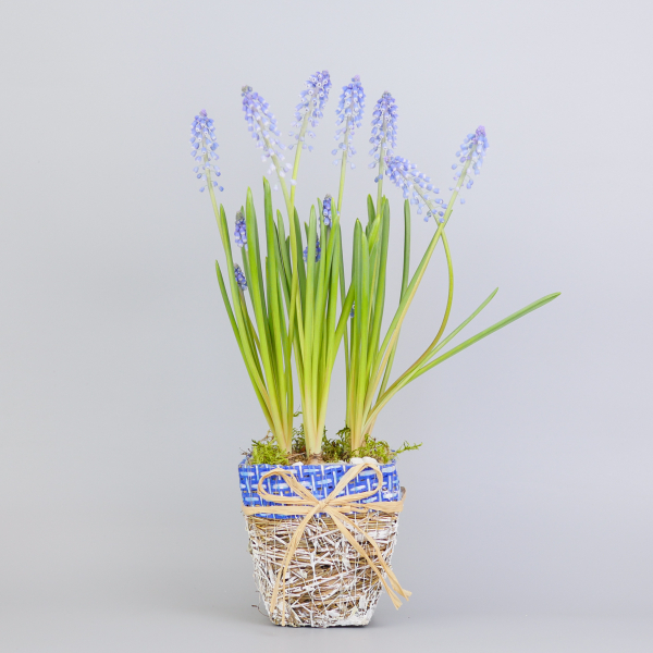 Композиция с первоцветами Мускари моно