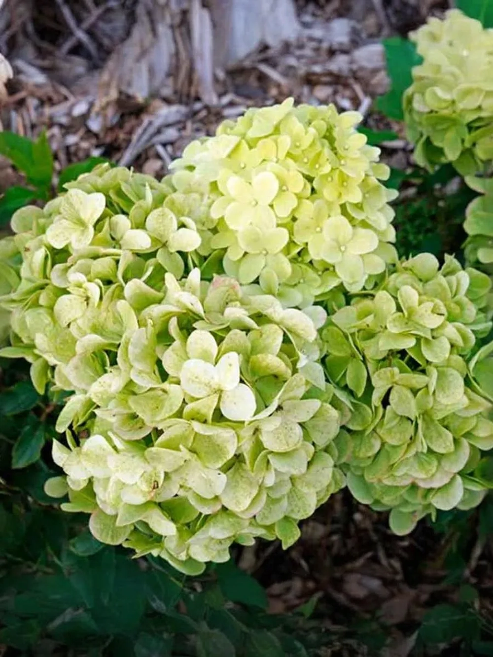 Гортензия метельчатая Панчетта