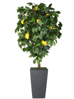 Искусственное дерево Лимон 150 см в высоком кашпо графит 46 см