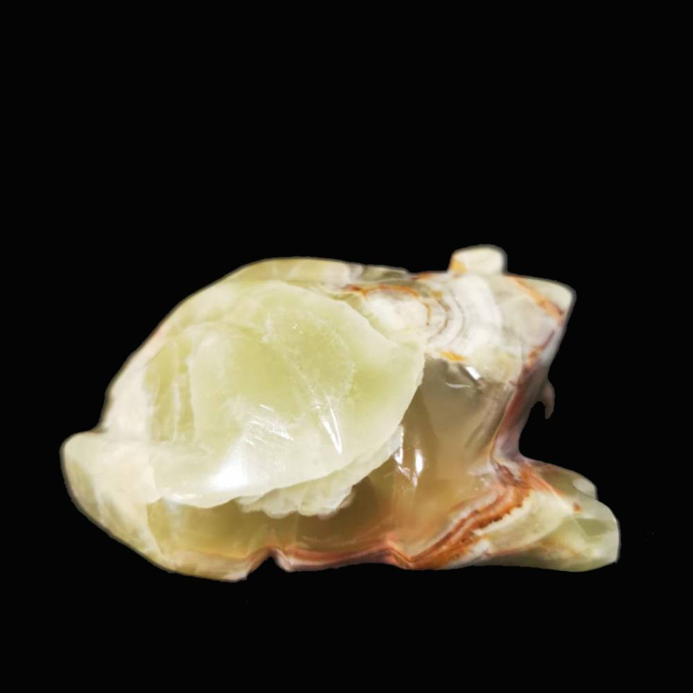 Лягушка оникс асс.