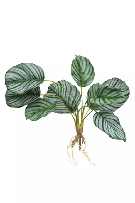 Калатея круглолистная куст из 9 листьев с корнями