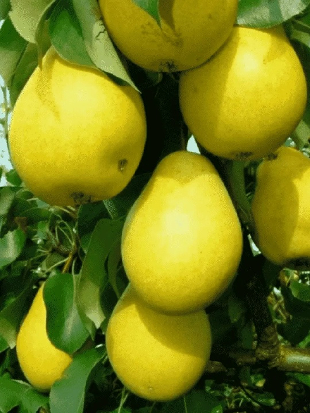 Чижовская( Позднелетний сорт)