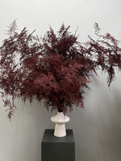 Аспарагус Veren бургунди 1 шт