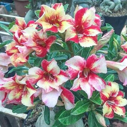 Адениум обесум 163 Red Yan Deep