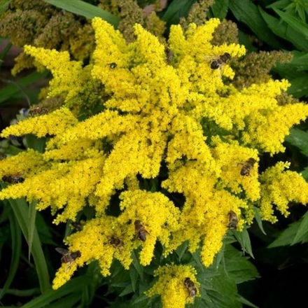 Золотарник гибридный Дзинтра С2