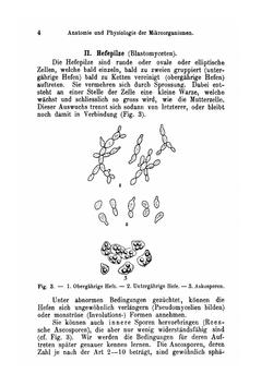 Grundzüge der allgemeinen Mikrobiologie | Maurice Nicolle