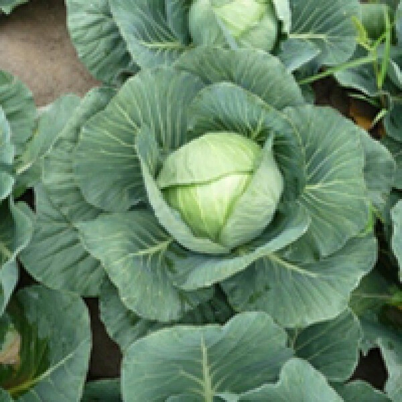 ГРИН ФЛЭШ F1 семена капусты белокочанной (Seminis | Alexagro) – фото 1