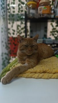 Пост знакомство: Кот Батон