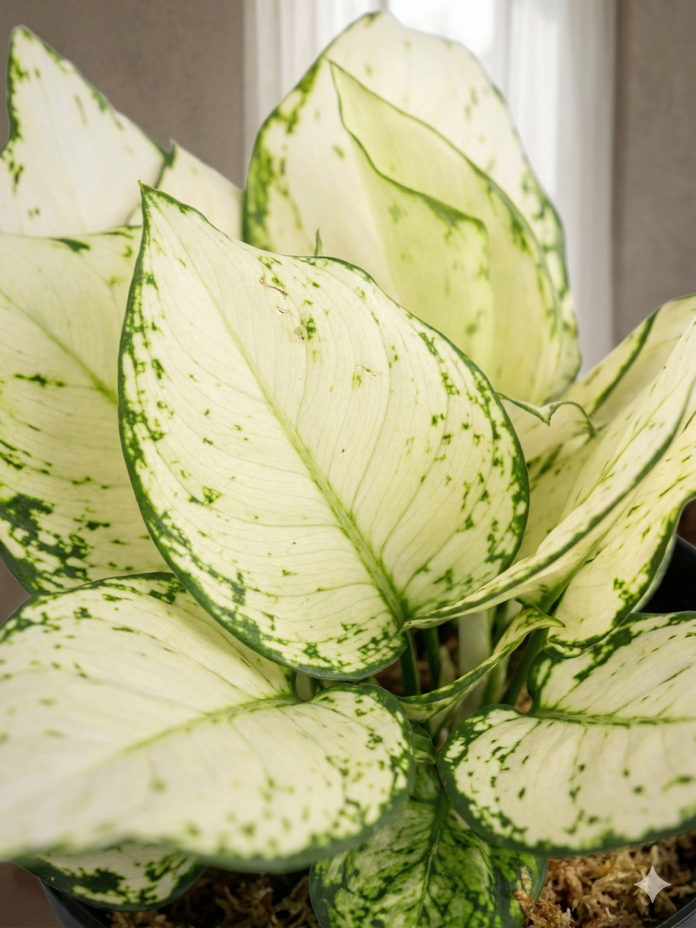 Аглаонема Super White д.12