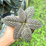 Лабизия SP PAPUA