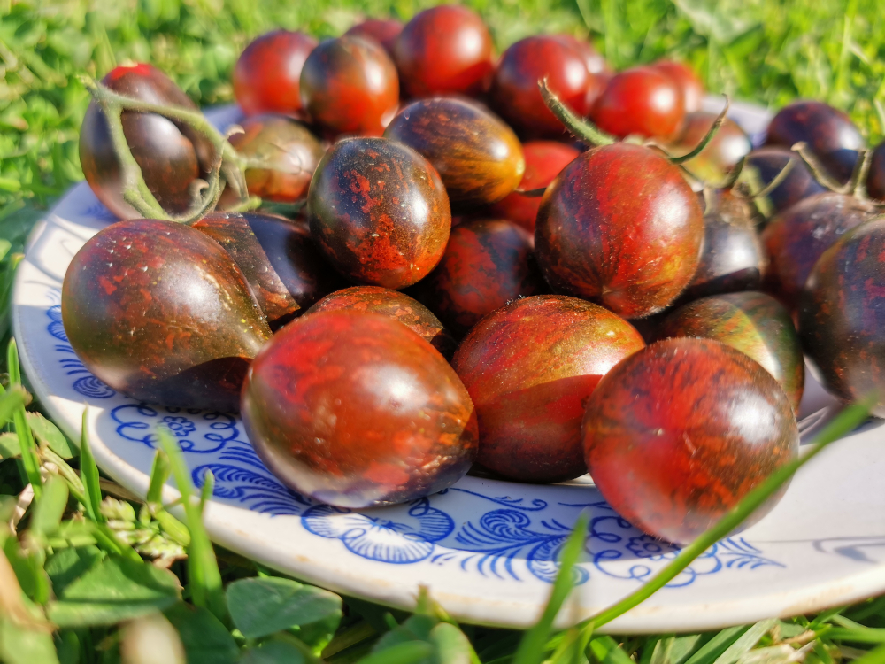 Помидоры Синий Кейс - BLUE KEYES Tomato