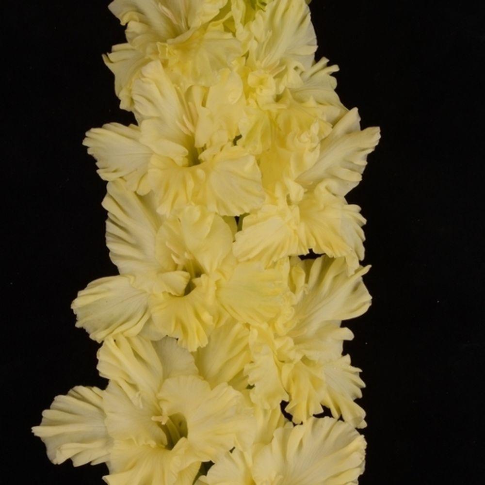 Гладиолус крупноцветковый Белое Игристое