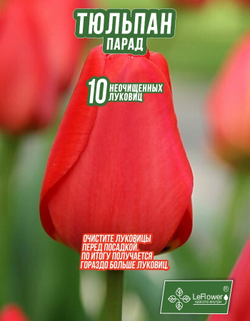 Тюльпан Луковица, Парад, 10шт