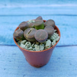 Lithops sp. (Литопсы)