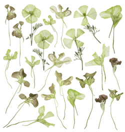 Коллекция GREENDAY