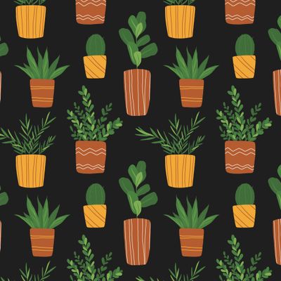 Комнатные цветы на черном