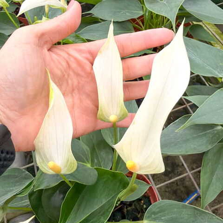 Антуриум Андре BANDEROLA CAVA