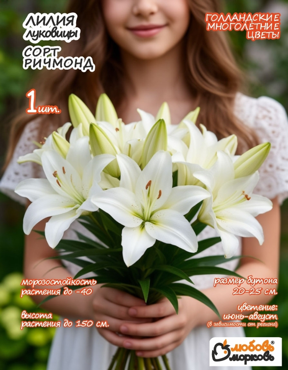 Лилия Луковица, Ричмонд, ЛА-гибрид, разбор 22/24, 1 шт