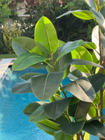 Фикус эластика зеленый 170 см.