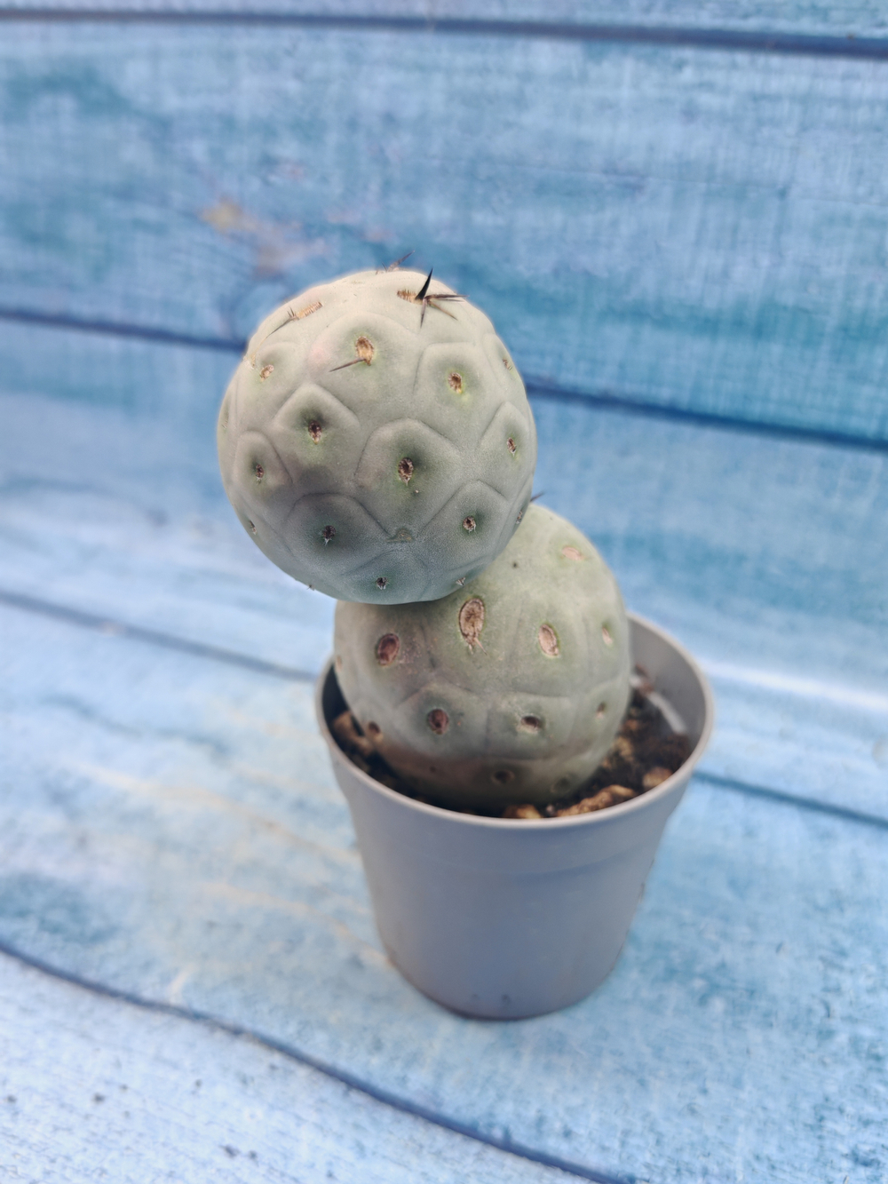 Tephrocactus Geometricus (Тефрокактус)