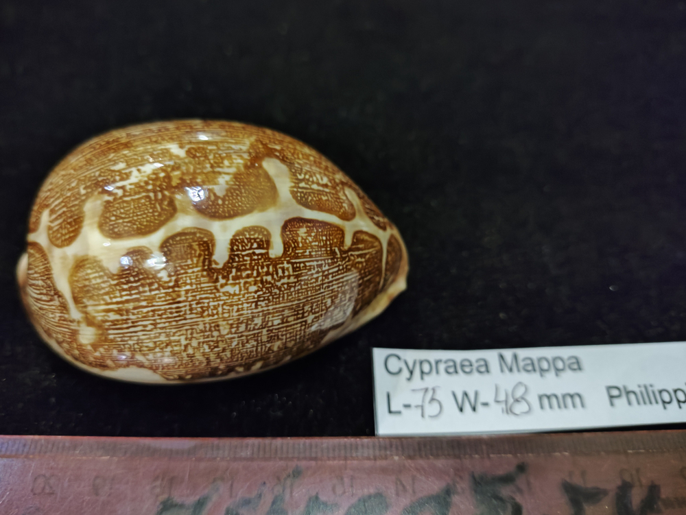 Ципрея Маппа