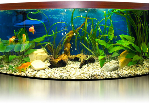 "Золотое Руно"