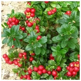 ПЛОДОВО-ЯГОДНЫЕ КУЛЬТУРЫ