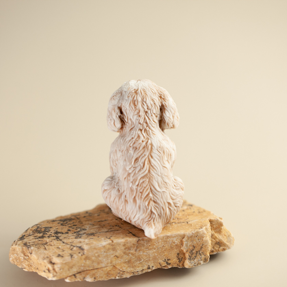 Щенок пуделя