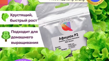 Салат «Афицион» от Райк Цваан: профессиональный подход к выращиванию премиального листового салата.