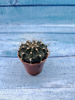 Gymnocalycium Friedrichii (Гимнокалициум)