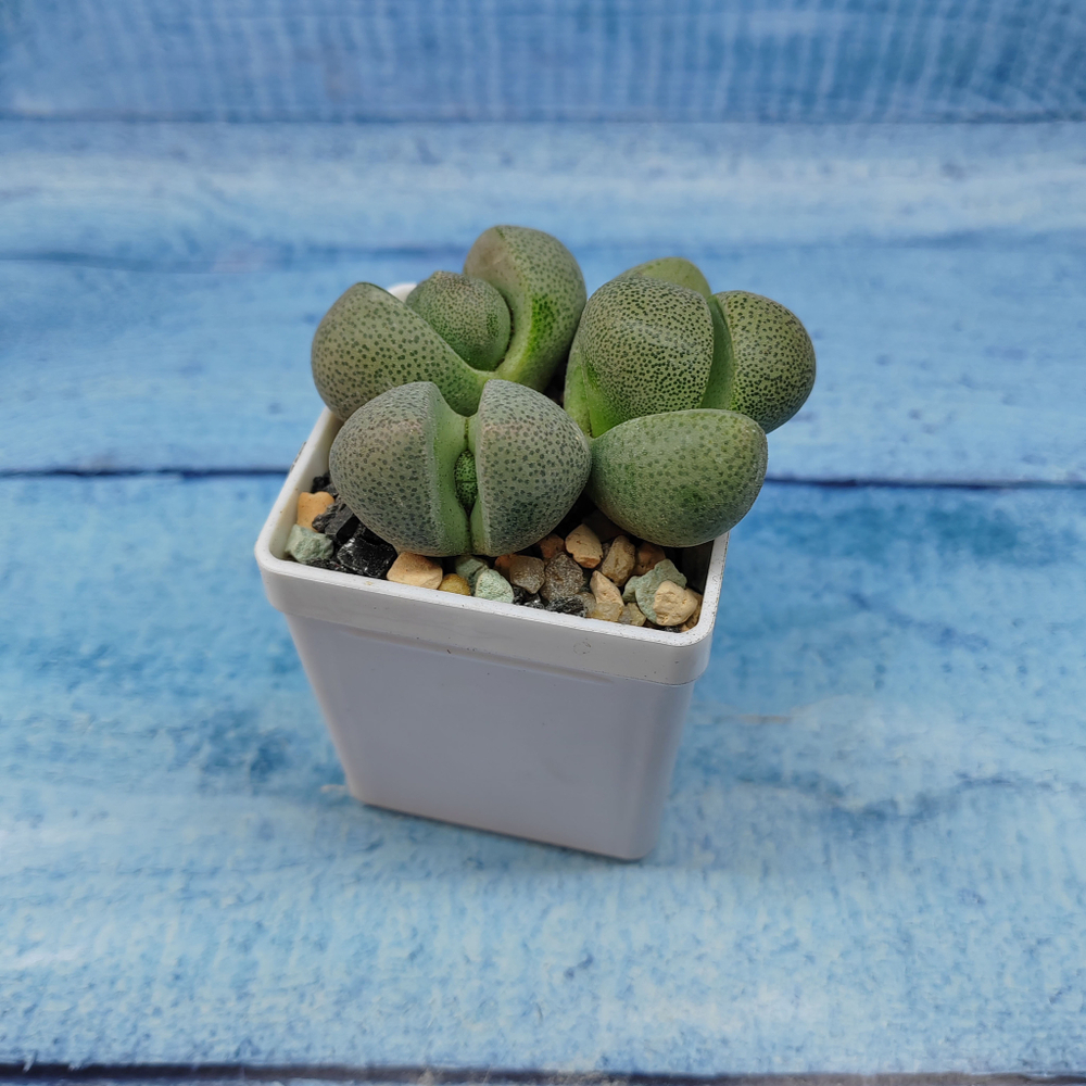 Pleiospilos Nelii (Плейоспилос)