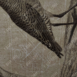 Зепп Ян. Птица кулик (самец и самка). Tringa Subarquata. Гравюра на меди. Амстердам, 1829 г.