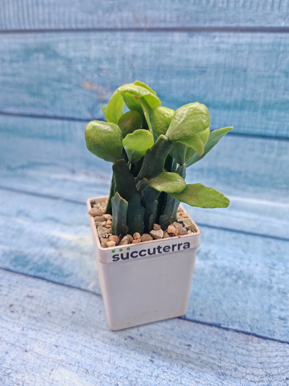 Rhipsalis Rauhiorum (Рипсалис)