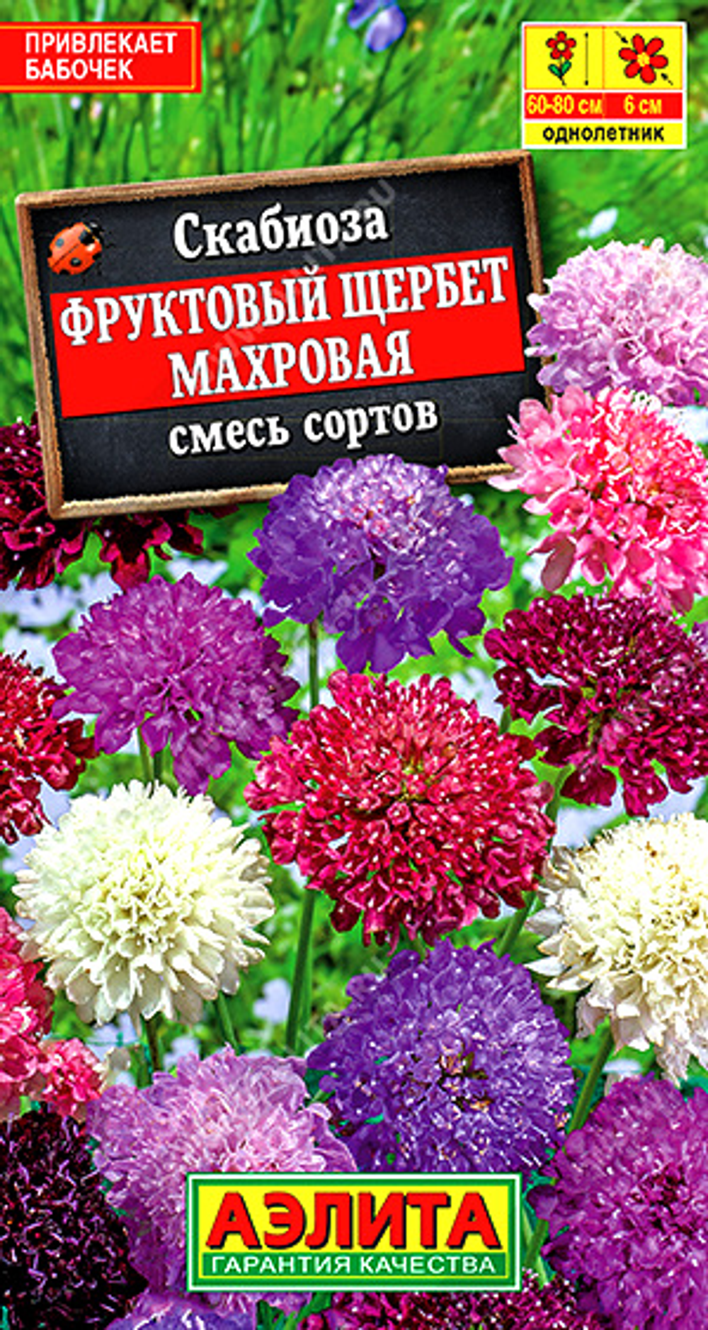 Скабиоза Фруктовый щербет махровая, смесь окрасок
