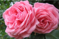 CORAL DAWN (Корал Дон)