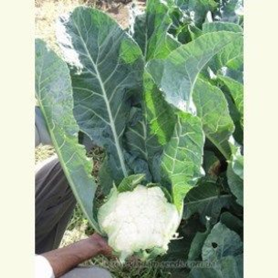 Саборд F1 семена капусты цветной (Clause / Клос) – фото 2