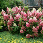 Гортензия метельчатая Кэндллайт С2 20-30