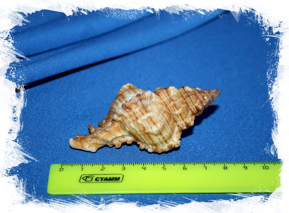 Чикореус микрофиллус (Chicoreus microphyllus)