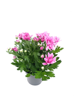 Хризантема