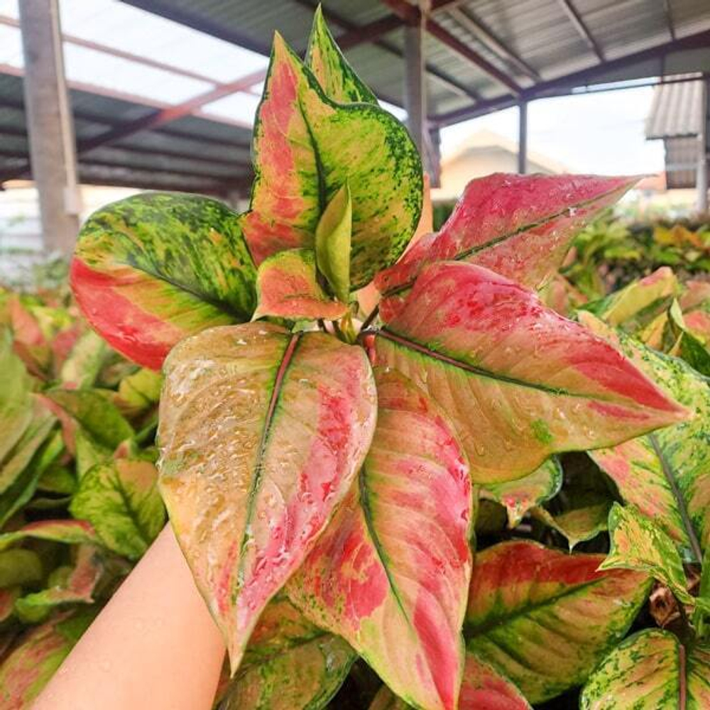 Аглаонема MAHA HENG