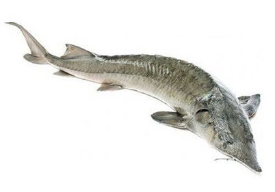 Осетр замороженный~4кг