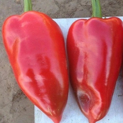 Перец сладкий Сибирский Князь (кассета 6 ячеек)